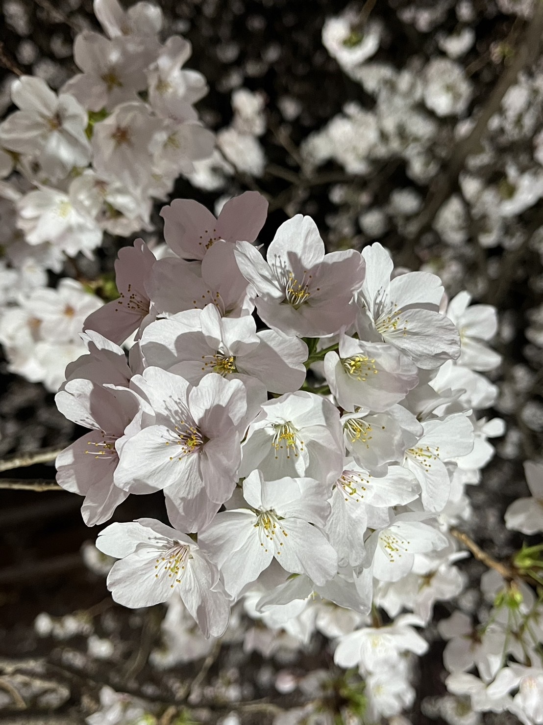 稲城市役所前の夜の桜